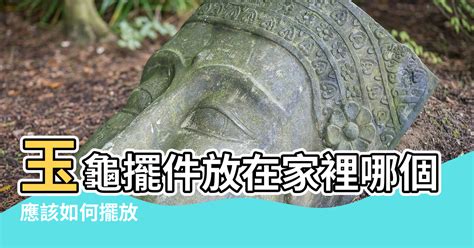 石龜風水|石龜擺放：專家建議